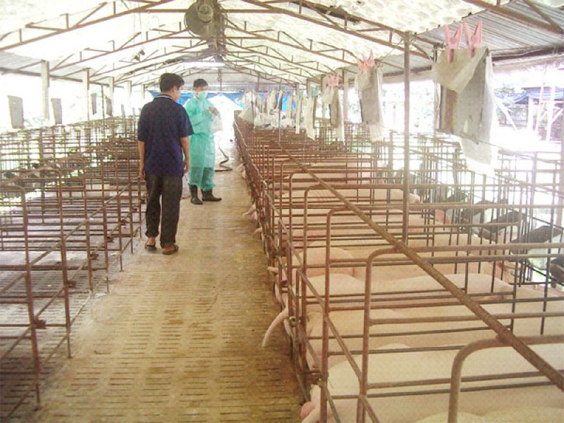 Thiết bị chăn nuôi 4