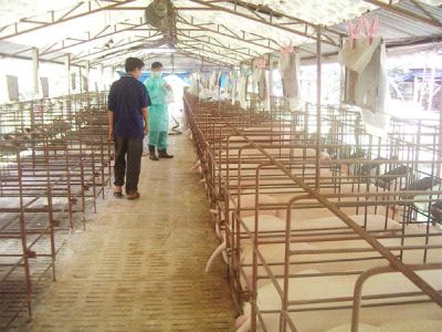 Thiết bị chăn nuôi 4